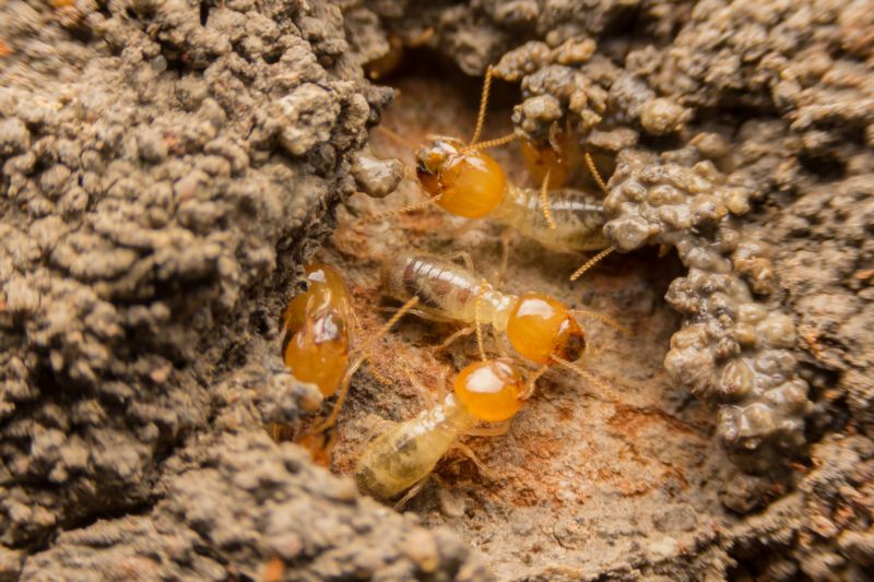 Local Termite Control pros at work