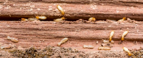 Termite Control Service
