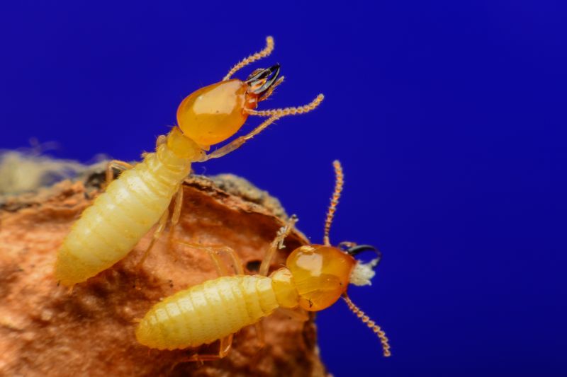 Termite Control