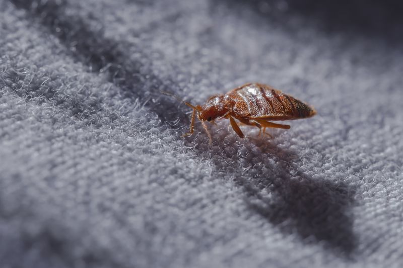 Bed Bug Extermination detail