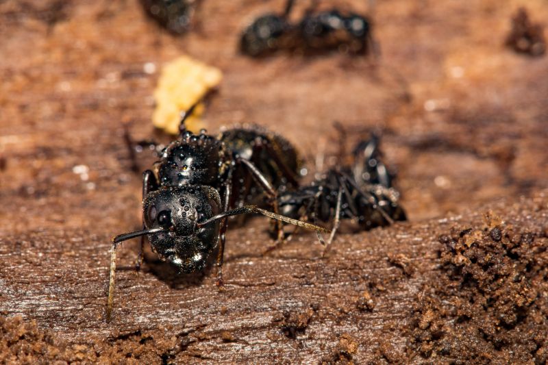 Carpenter Ant Extermination detail