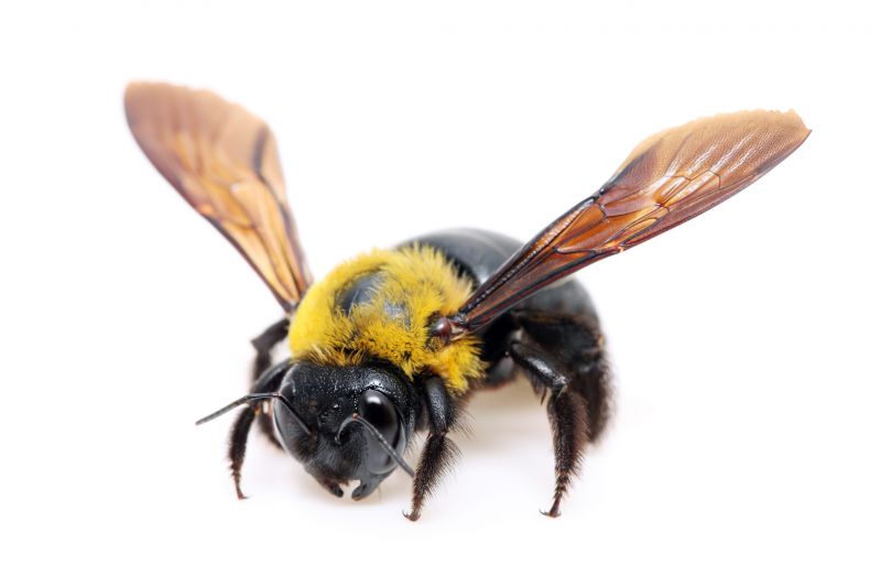 Carpenter Bee Removal Service detail