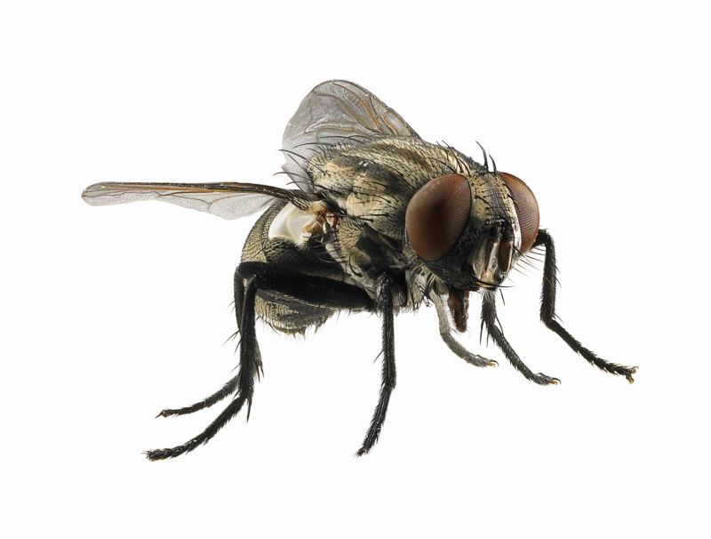 Fly Control Service detail