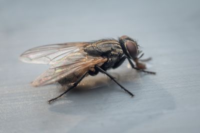 Fly Extermination detail