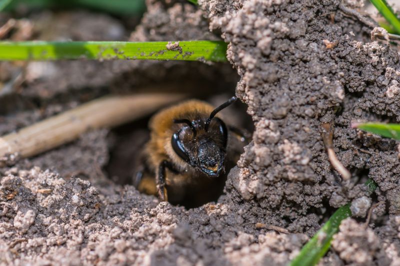 Ground Bees Removal detail