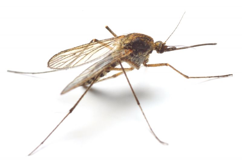 Mosquito Control Service detail
