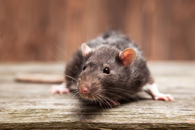 Rats Extermination detail