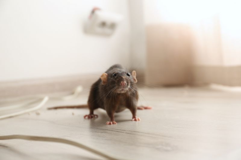 Rats Removal detail