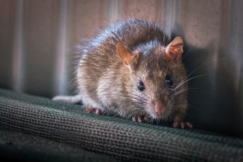 Rodent Control Service detail