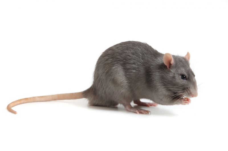 Rodent Extermination Service detail