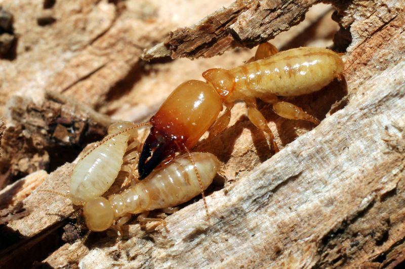 Termite Inspection Service detail
