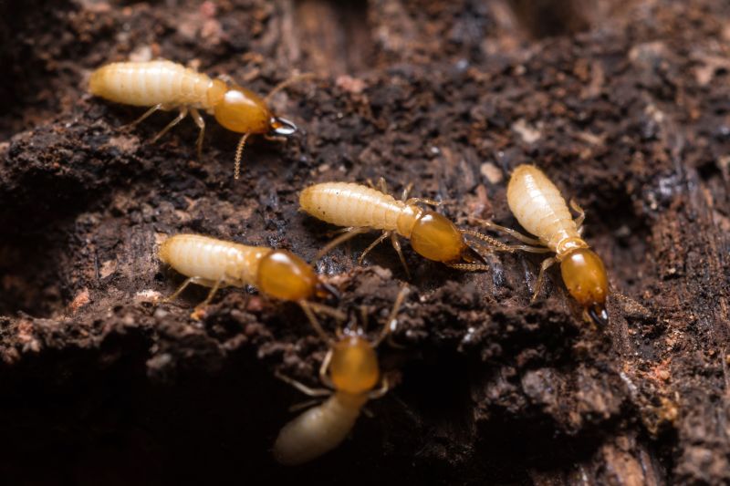 Termites Extermination detail
