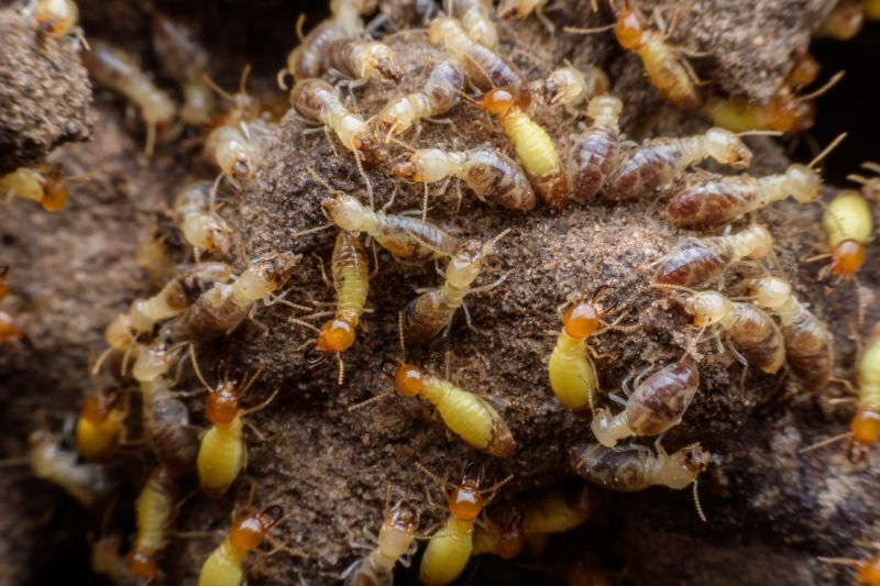 Termites Extermination detail