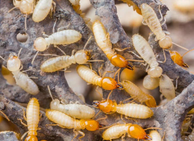 Winged Termite Extermination detail