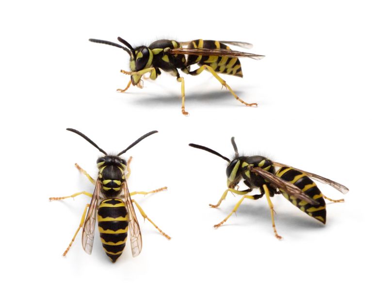 Yellowjacket Extermination detail