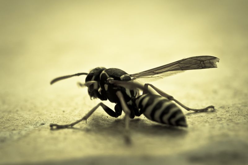 Yellowjacket Extermination detail
