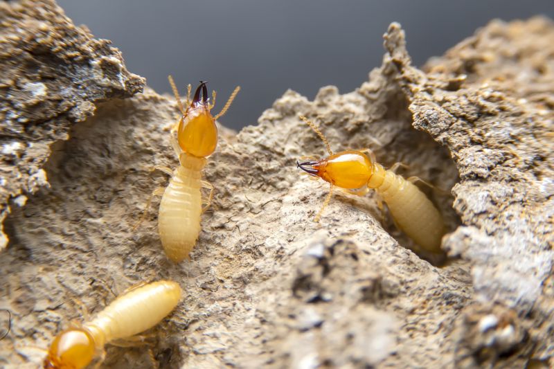 Termite Control